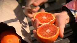 Rode sinaasappels: Door antioxidanten