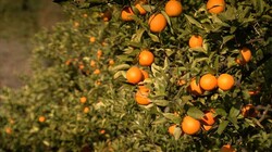 Sinaasappels op Sicilië: Waarom groeien ze daar zo goed?