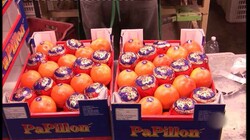 Waar komen sinaasappels vandaan?: Van boom tot supermarkt