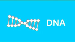 Onze cellen: DNA, de puzzelstukjes van je lichaam