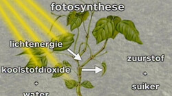 Fotosynthese: Hoe een plant glucose en zuurstof maakt