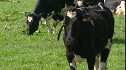 Europees Landbouwbeleid: De gevolgen voor de Nederlandse melkveehouders