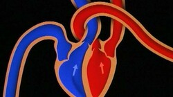 De functie van het hart: Het hart is het begin van het transport van belangrijke stoffen