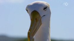 Galapagos in de klas: De galapagosalbatros