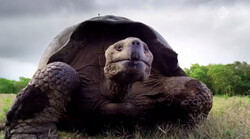 Galapagos in de klas: De reuzenschildpad