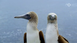 Galapagos in de klas: Aangepaste vogels