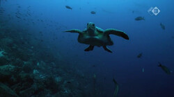 Galapagos in de klas: Het zeeleven rond Galapagos