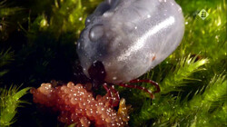Micro Monsters in de klas: Micro mama’s