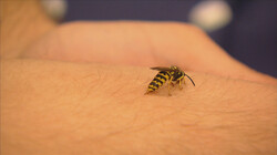 Proefkonijnen in de klas: Wat doet meer pijn: een bijen- of wespensteek?