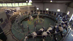 Megastallen: veel en goedkoop: Intensieve veehouderij in Nederland