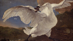 Topstukken van het Rijksmuseum: De bedreigde zwaan van Jan Asselijn
