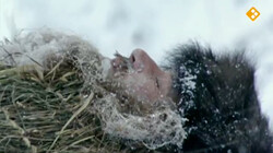 HistoClips: Ötzi de ijsmummie