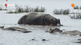 Nienke is op safari in Lake Manyara National Park en spot een grote groep nijlpaarden.