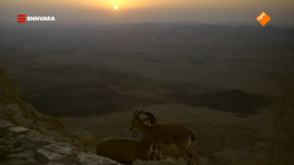 Evi spot de zonsopkomst in de Negev-woestijn