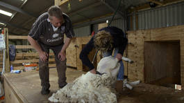 Nienke scheert schapen