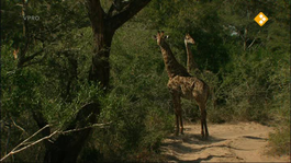 Freek In Het Wild - Giraffen