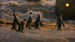 Freek In Het Wild - Pinguins