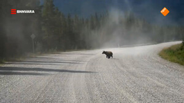 Evi ziet letterlijk beren op de weg in Canada
