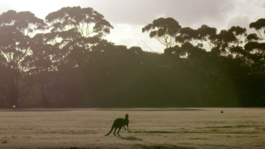 Kangoeroe's op Kangaroo Island