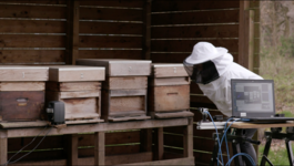 Kunnen bijen helpen met het ontwikkelen van gehoorimplantaten?