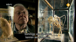 David Attenborough's Rariteitenkabinet Leve de rimpels