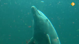 De Buitendienst Van Nieuws Uit De Natuur - Dolfijnen