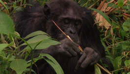 Freek In Het Wild - Chimpansees Volgen