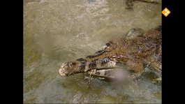 Het Klokhuis - Krokodil
