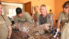 Cheetah Kingdom - Cheetah Kingdom (7)