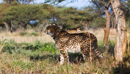 Cheetah Kingdom Cheetah Kingdom (8)