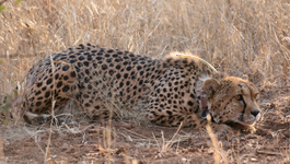 Cheetah Kingdom - Cheetah Kingdom (11)