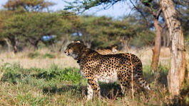 Cheetah Kingdom - Cheetah Kingdom (4)