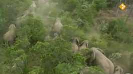 olifantentaal