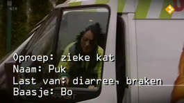 DierenEHBO: diarree en braken kat