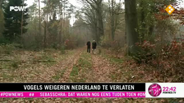 Vogels weigeren Nederland te verlaten