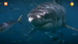 Reportage: haaien in de Noordzee