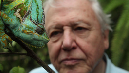 David Attenborough's Rariteitenkabinet Blij met een ei