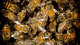 Natuur op 2 Natuur op 2: De Afrikaanse Honingbij