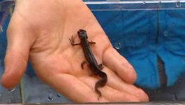 Huisje Boompje Beestje - De Salamander