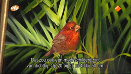 Schilderen met Gary Jenkins Tropische zangvogel