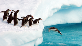 The Wonder Of Animals - Afl. 1: Pinguïns