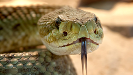 The Wonder Of Animals - The Wonder Of Animals: Slangen