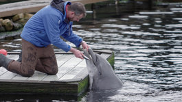 Jan is al jaren dolfijnenverzorger