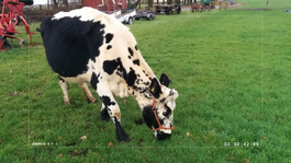 Een selfie met een koe