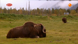 Pre-historische dieren in Alaska