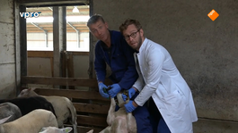 Dr. Tim knipt schapennagels