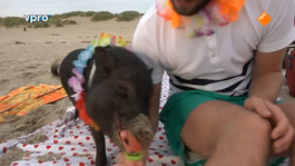 Piggy Beaching