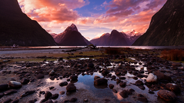 Wild New Zealand - Nieuwkomers