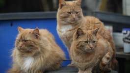 Het Verborgen Leven Van De Kat - Kattentaal