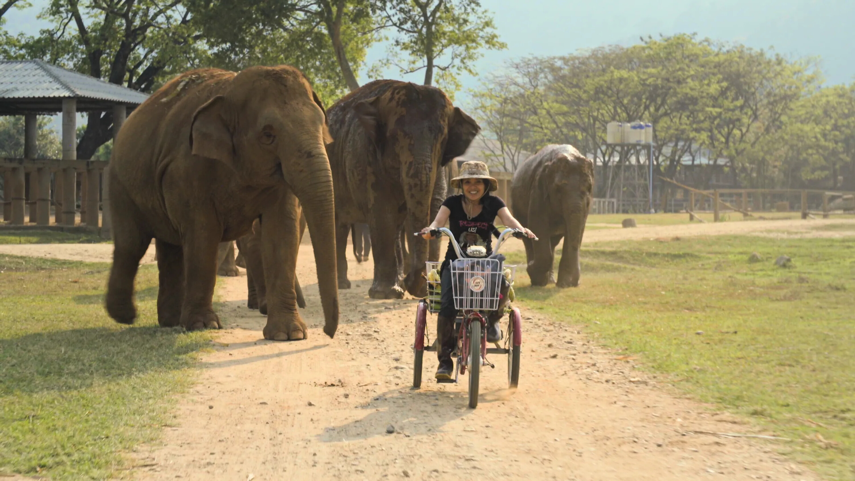 EOdoc Elephant Mother Thaise is als moeder voor olifanten foto